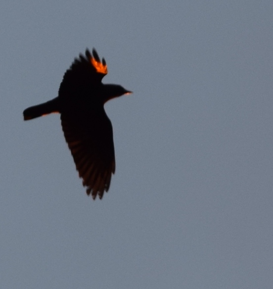 crow in sunlight at dawn